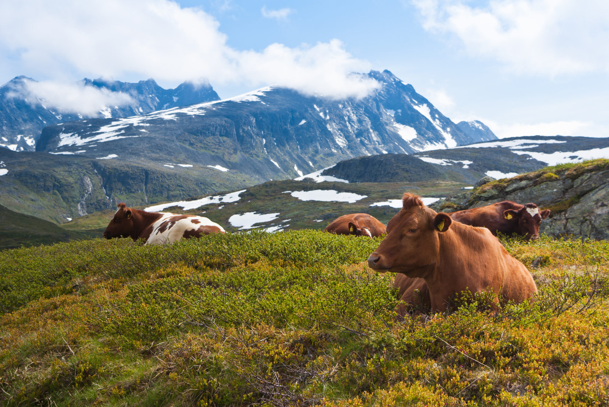 kuer på fjellbeite