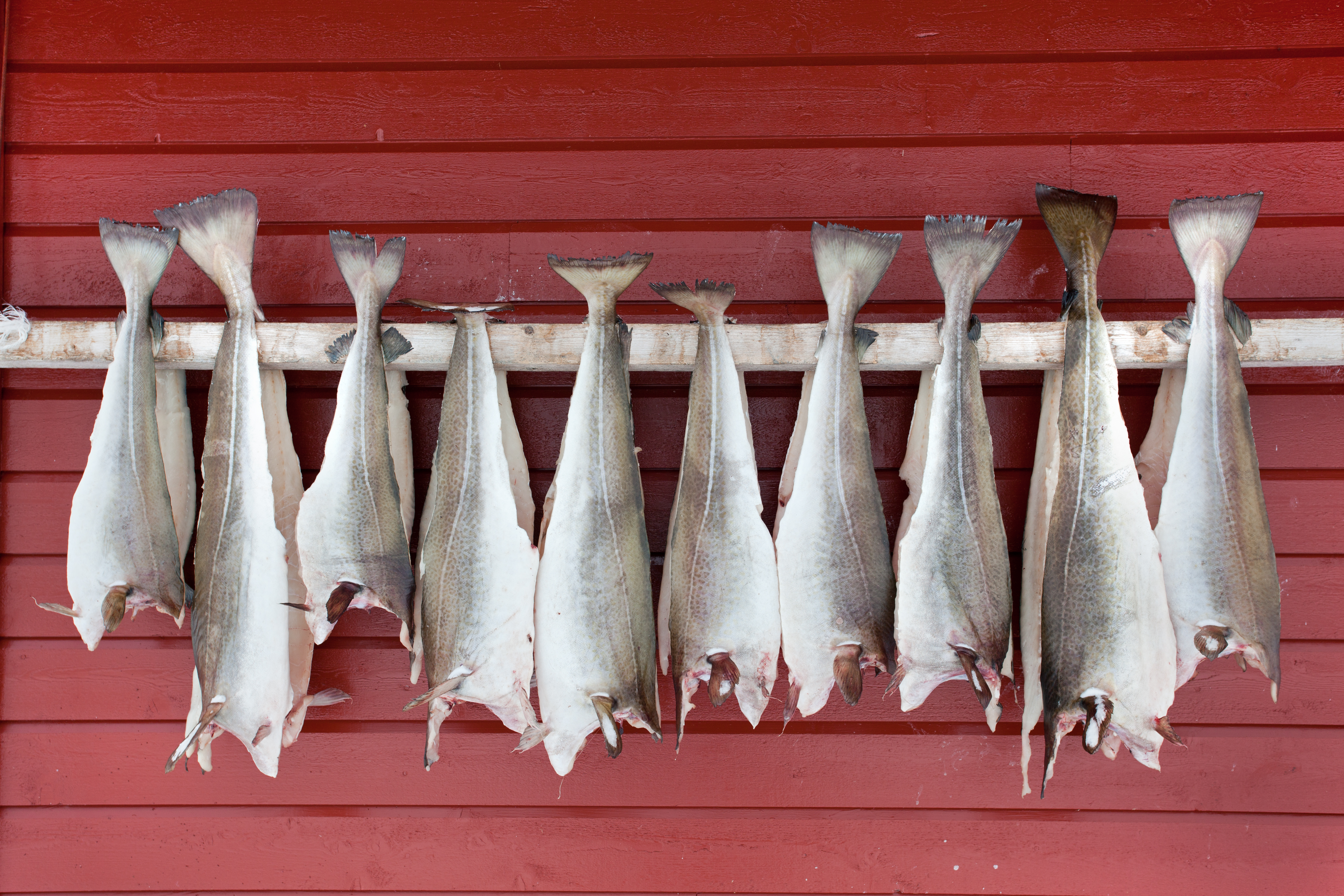 fisk til tørking