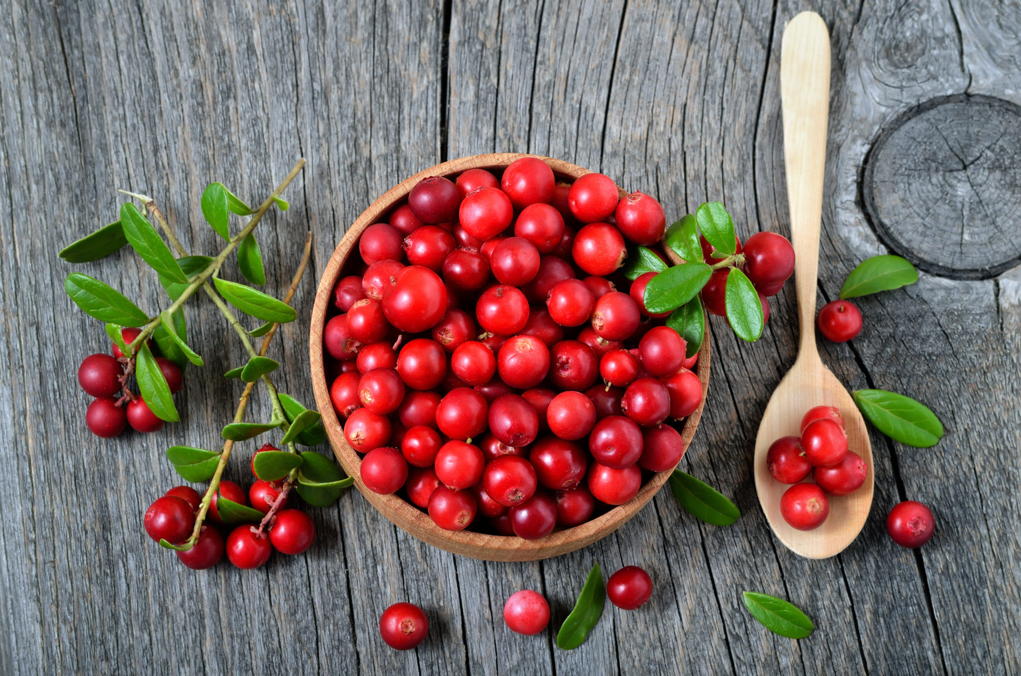 shutterstock_529682689 Tyttebær