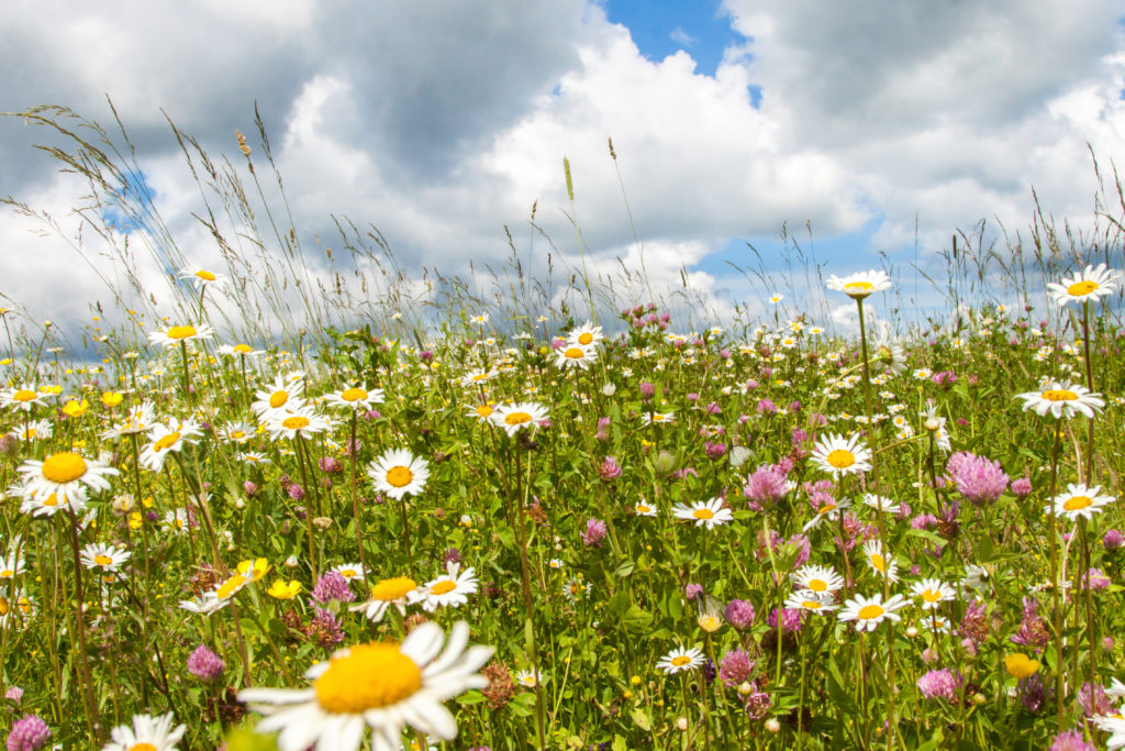 blomstereng