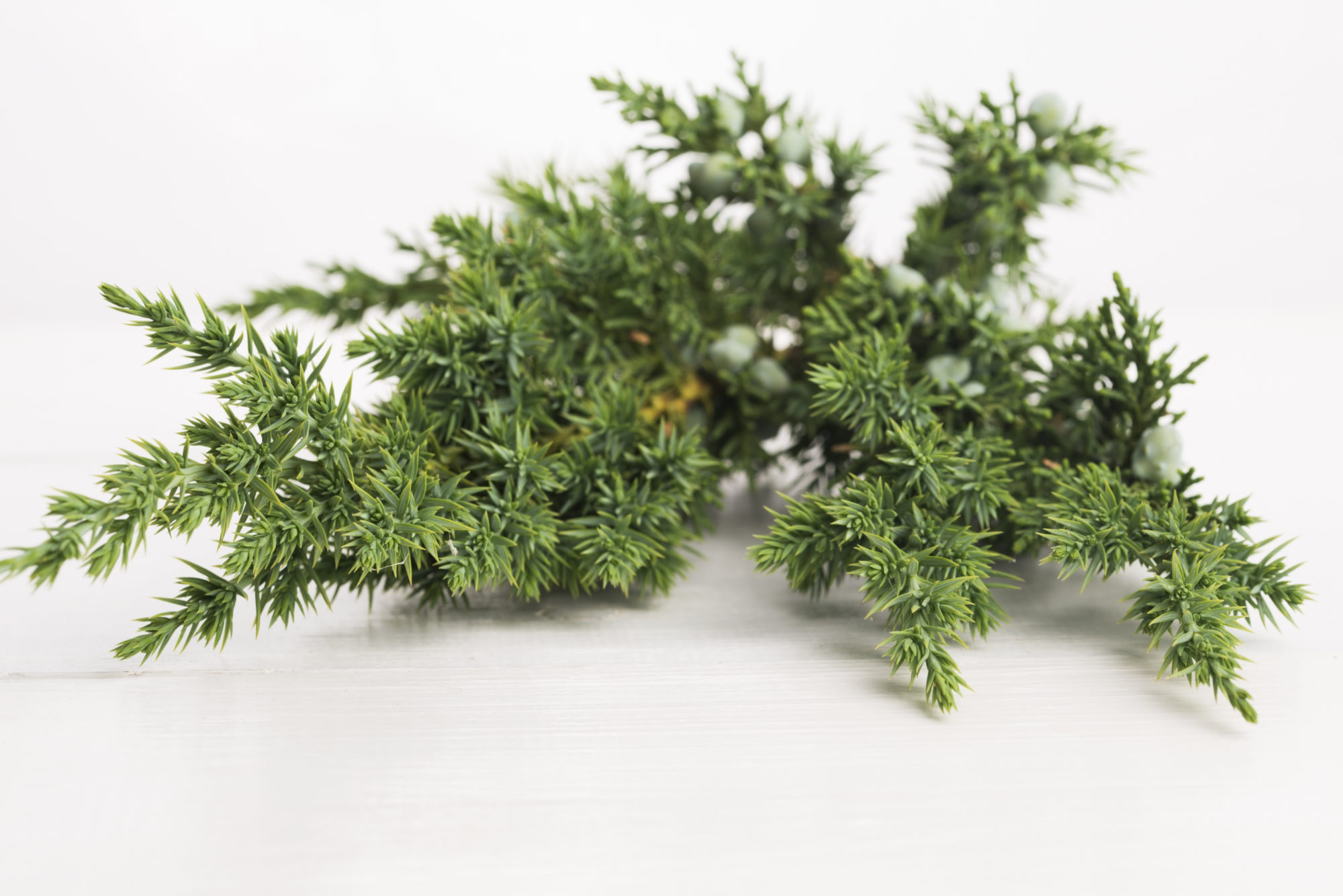 shutterstock_297583991 einerkvist