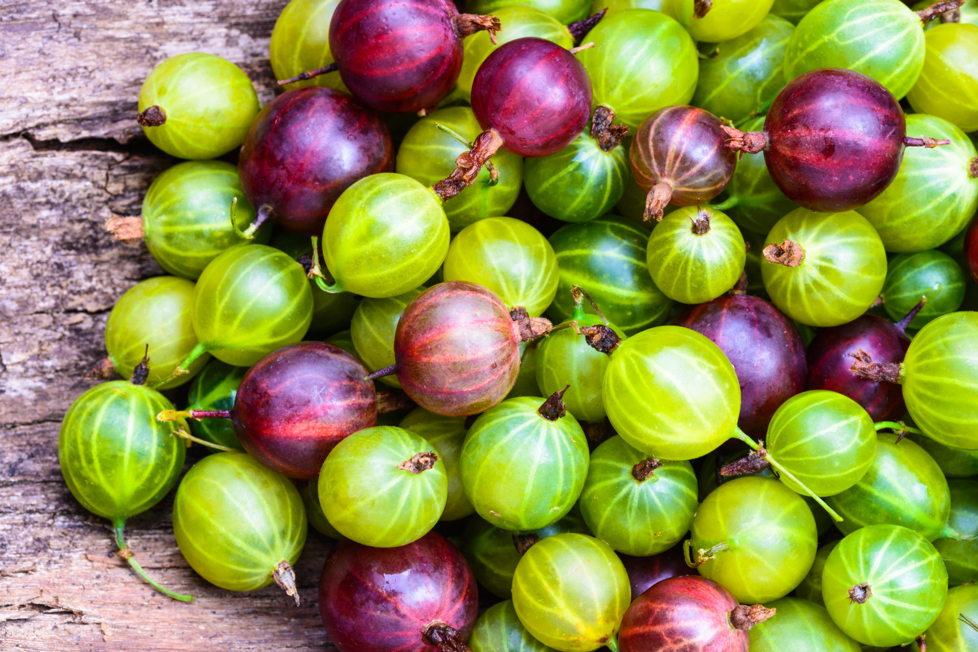shutterstock_302022581 stikkelsbær