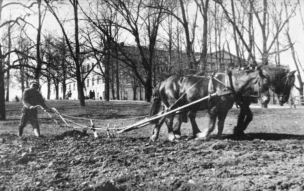 potetdyrking slottsparken