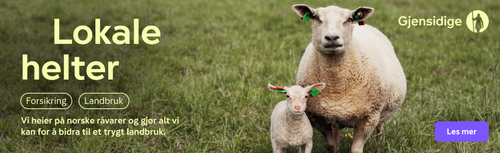 Annonsebanner for Gjensidige, bilde av sau